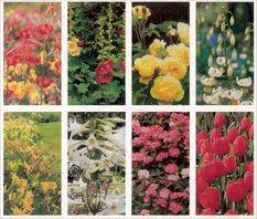 Assorted Flowers - 8 Card Series