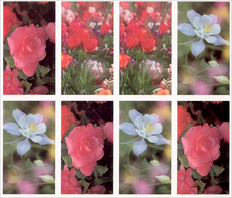 Full Bloom - 3 Card Series